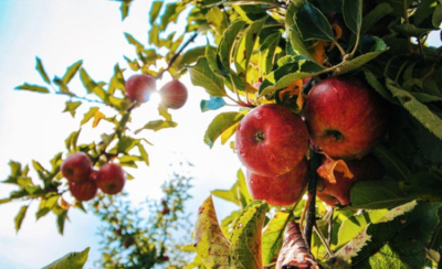 Jak ocet jabłkowy wpływa na nasz organizm?